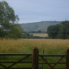 Lush mid summer meadow
