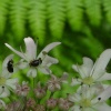 Wild Life