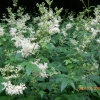 Wild flower