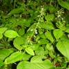 Wild flower
