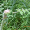 Whitwell Woods