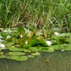 Whitwell Wood