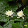 Wild flower