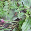 Wild Life