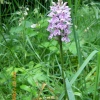 Wild flower