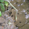 Wild Life