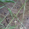 Wild Life
