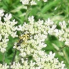 Wild Life