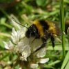 Mr Bee alias Dennis the Menace