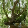 Vivary Park