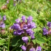 Clover?