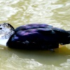 South American Comb Duck