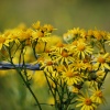 Bouquet of barbed wire