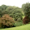 Coleton Fishacre.
