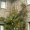 Coleton Fishacre.