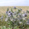 Sea holly growing on Loe Bar, near Porthleven, Cornwall