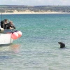 Grey seals are frequently seen in the harbour at St Ives