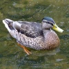 Female mallard on the river, Ashford