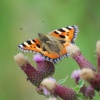 Small tortoiseshell