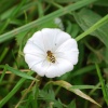 Hover fly on Hedge Bindweed