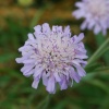 Field Scabious