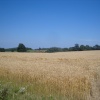 Cornfield