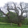 Killerton Gardens
