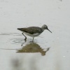 Green Sandpiper