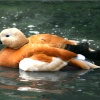Ruddy Shelduck