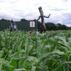 York Maze