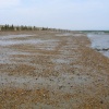 Low tide