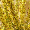 Dark Mullein, near Ewelme, Oxon.