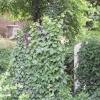 Brompton Cemetery