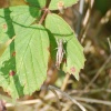 Grasshopper,  Brascote Gravel Pits, Brascote