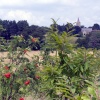 With rose in mind