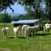 Young calves near Ashford