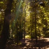 Forest rays