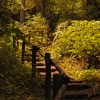 Forest steps