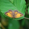 Gatekeeper