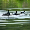Water Hens fighting over female on the waders lake.