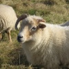 Friendly sheep