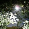 Lily ponds at Bosherton, Stackpole Estate