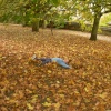Autumn leaves