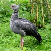South American Crested Screamer.