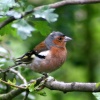 Male Chaffinch.