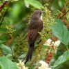 Whitethroat.