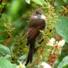 Whitethroat.