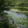 Lily ponds