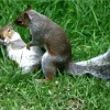 Squirrel Wrestling Match (5)