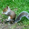 Squirrel Wrestling Match (6)